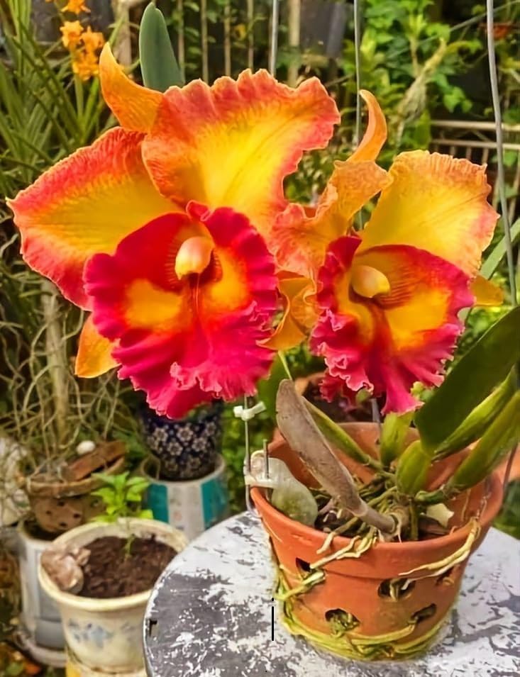 Orchidee Orchidaceae Samen zur Aussaat Hausgarten