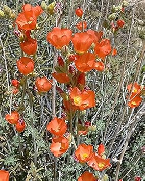 Orange sphaeralcea blume samen for anpflanzung - cottage garten essential, heirloom & gmo free samen for home garten
 
 sale for anpflanzung in home garten