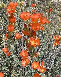 Orange sphaeralcea blume samen for anpflanzung - cottage garten essential, heirloom & gmo free samen for home garten
 
 sale for anpflanzung in home garten