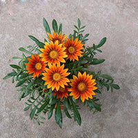 Orange peacock gazania gazania rigens samen for anpflanzung in blume bed