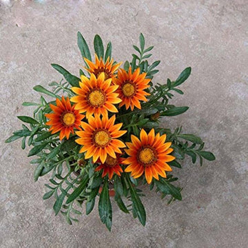 Orange peacock gazania gazania rigens samen for anpflanzung in blume bed
