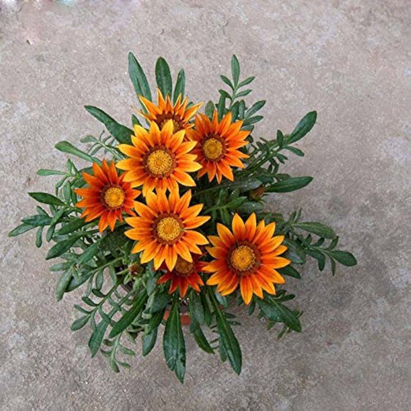 Orange peacock gazania gazania rigens samen for anpflanzung in blume bed