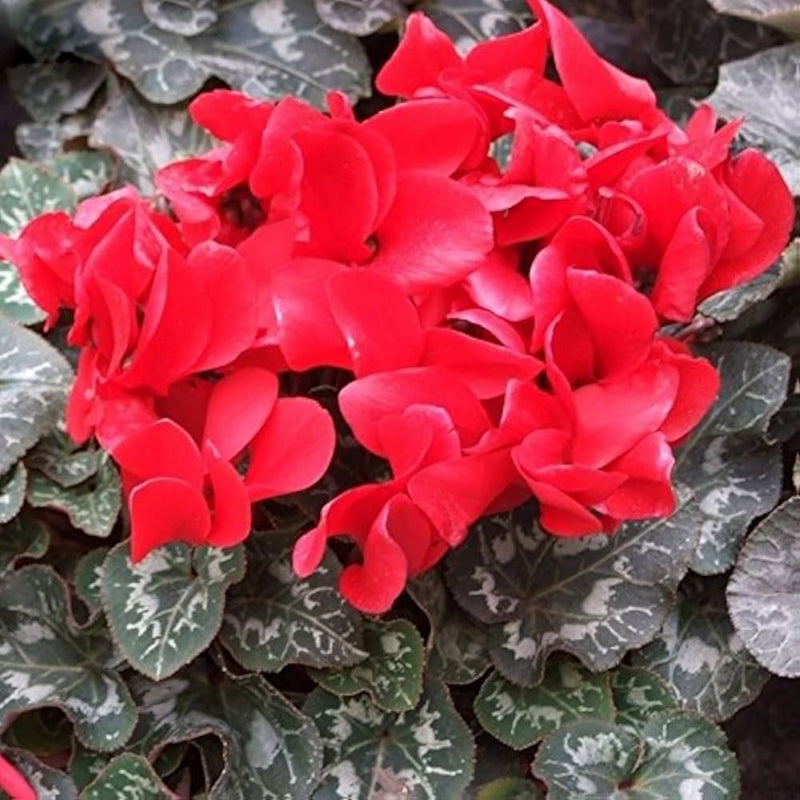 Graines de fleurs de cyclamen rouge à semer, floraison éclatante, variété traditionnelle et sans OGM, graines pour jardin particulier