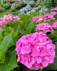 Hortensie Blumensamen zur Aussaat – robust Sorte – Traditionssorte & ohne Gentechnik Samen Hausgarten