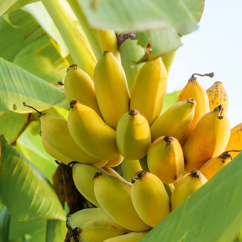 Semi di banana facili da piantare