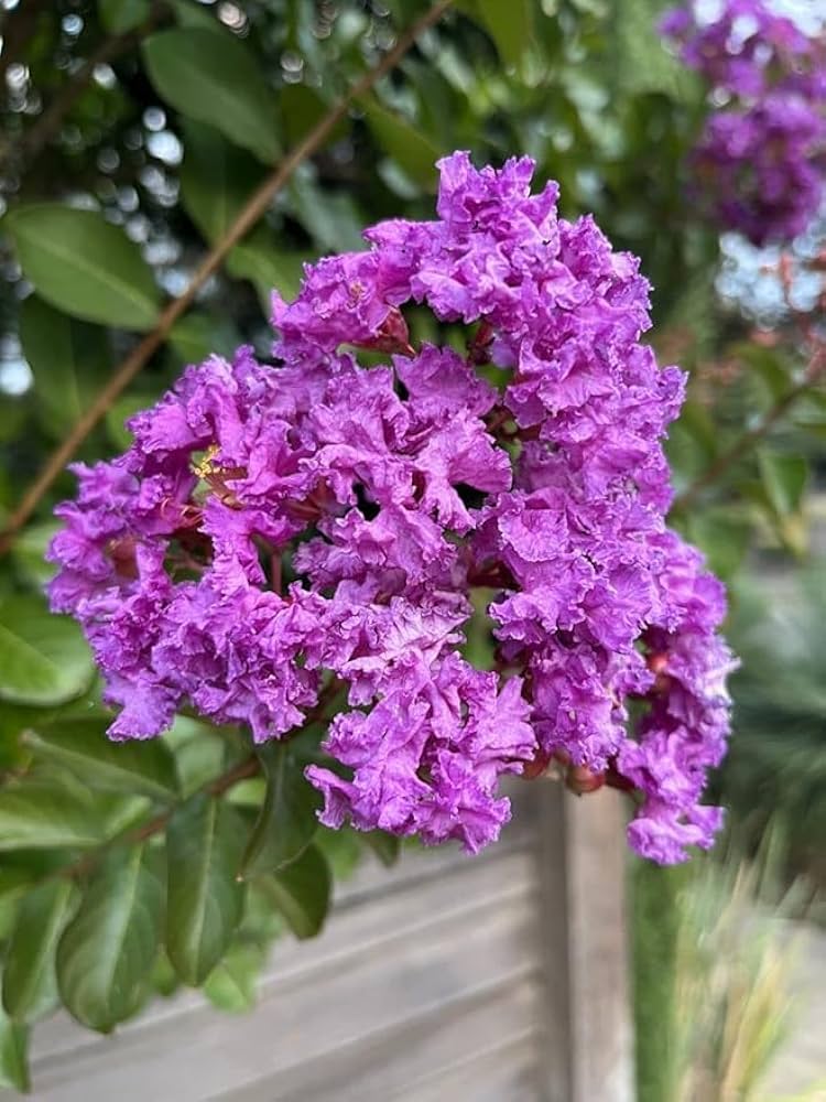Crepe Myrtle Blumensamen zur Aussaat – hochwertige Qualitäts- – Traditionssorte & ohne Gentechnik Samen Hausgarten