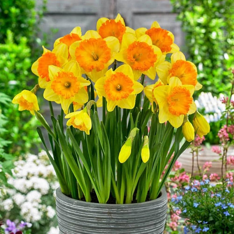 Gelb Orange Narzisse Blumensamen Schnitt Blume beliebt Traditionssorte & ohne Gentechnik Samen Hausgarten