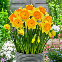 Orange Gelb Narzisse Blumensamen zur Aussaat – Halbschatten verträglich – Traditionssorte & ohne Gentechnik Samen Haus Garde