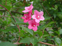 Weigela Florida Strauch Samen – Altmodische blühend Shrub Sorte