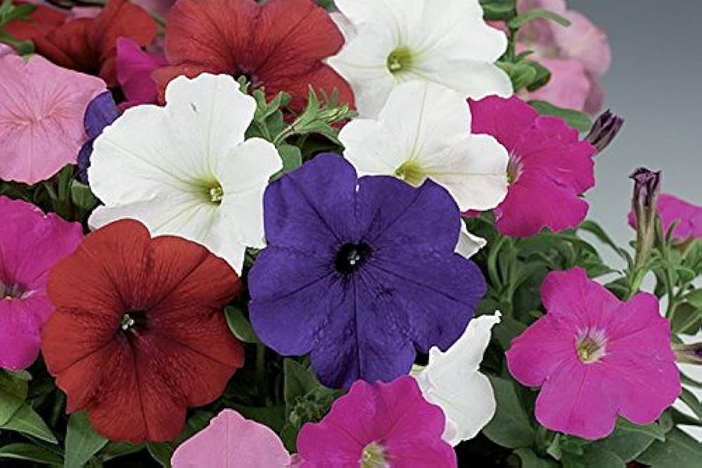Petunie Candypops Concord Frühling Mischung Pelletized Samen zur Aussaat leuchtend Blüten