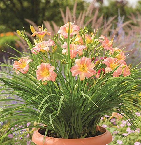 Semi di emerocallide rosa e crema da seminare, miscuglio di fiori selvatici, varietà tradizionale e senza OGM, semi per giardino domestico