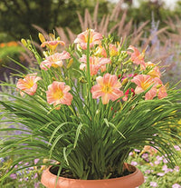 Rosa Creme Hemerocallis Blumensamen zur Aussaat Wildblume Mischung Traditionssorte & ohne Gentechnik Samen Hausgarten