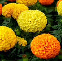 Gemischt Studentenblume Tagetes spp Blumensamen zur Aussaat Garten