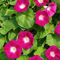 Rot morning glory ipomoea coccinea samen for anpflanzung in trellis garten