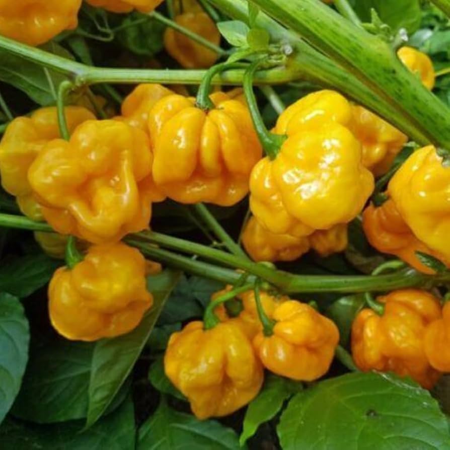 Jamaican Scotch Bonnet Pepper Samen zur Aussaat Hot Pepper Sorte