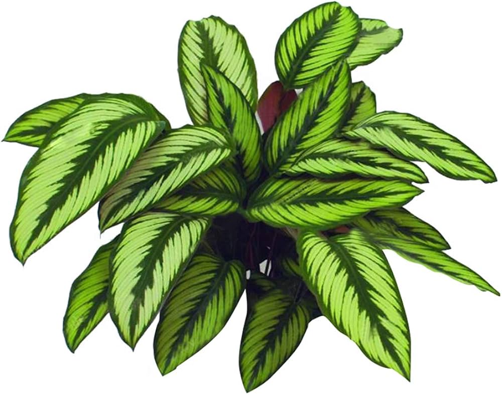Grün Calathea Blumensamen zur Aussaat – pflegeleicht – Traditionssorte & ohne Gentechnik Samen Hausgarten