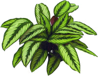 Grün Calathea Blumensamen zur Aussaat – pflegeleicht – Traditionssorte & ohne Gentechnik Samen Hausgarten