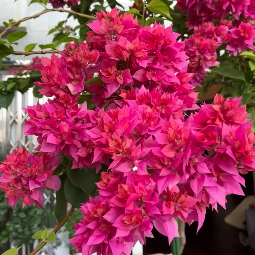 Rosa Drillingsblume Blumensamen zur Aussaat – sonnenliebend – Traditionssorte & ohne Gentechnik Samen Hausgarten