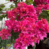 Rosa Drillingsblume Blumensamen zur Aussaat – sonnenliebend – Traditionssorte & ohne Gentechnik Samen Hausgarten