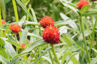 Gomphrena higro rose blume samen for drought-tolerant gardens