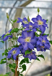 Blau Waldrebe Blumensamen saisonal Dauerblüher Traditionssorte & ohne Gentechnik Samen Hausgarten
