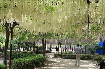 Weiß wisteria blume samen for anpflanzung rich fragrance heirloom & gmo free samen for home garten 
 
 sale for anpflanzung in home garten