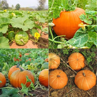 Large Pumpkin Cucurbita pepo Samen zum Pflanzen in Garden