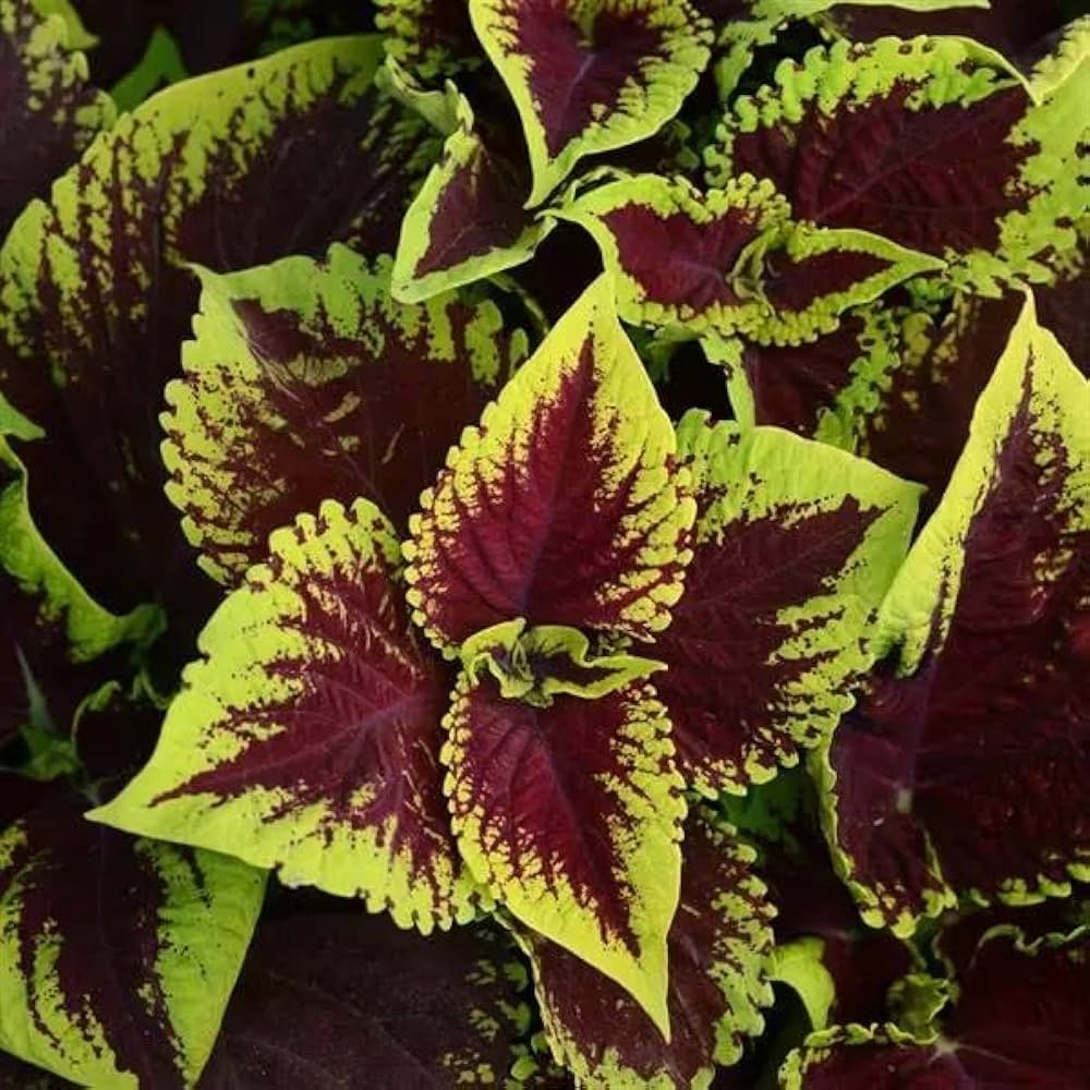 Coleus wizard coral sunrise for anpflanzung in blume bed