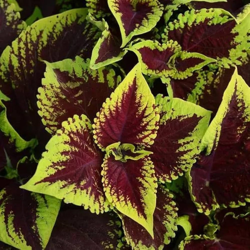 Coleus wizard coral sunrise for anpflanzung in blume bed