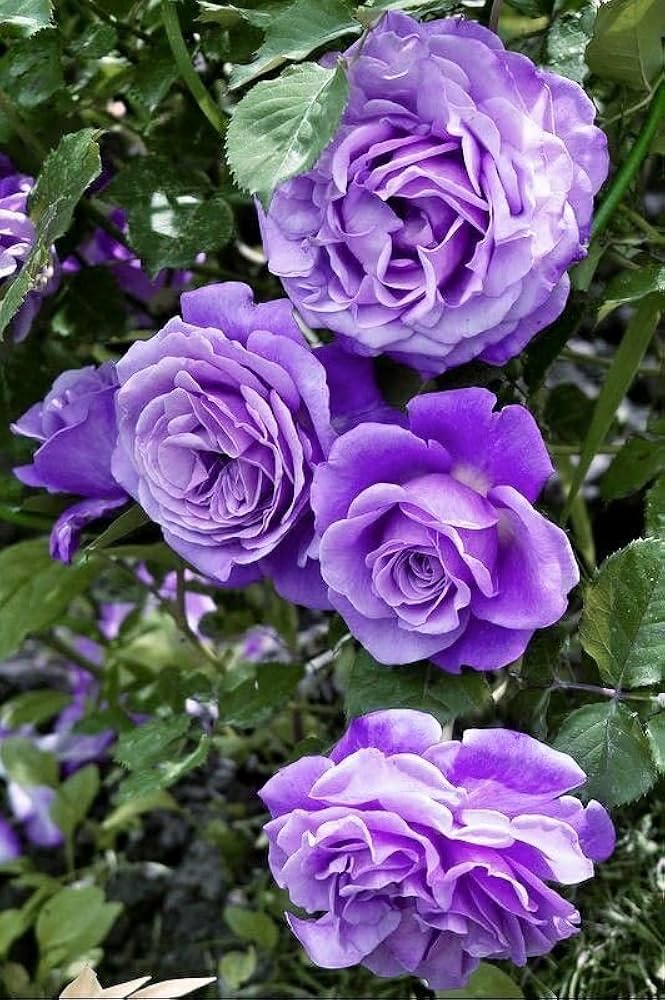 Violett selten Rose Blumensamen zur Aussaat lang Blüte Saison Traditionssorte & ohne Gentechnik Samen Hausgarten
