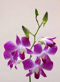 Japanese Tiger Orchidee Dendrobium spp Blumensamen zur Aussaat Orchidee Garten