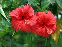 Mixed hibiscus hibiscus rosa-sinensis samen for anpflanzung in patio garten