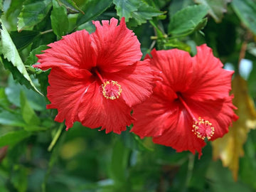Mixed hibiscus hibiscus rosa-sinensis samen for anpflanzung in patio garten