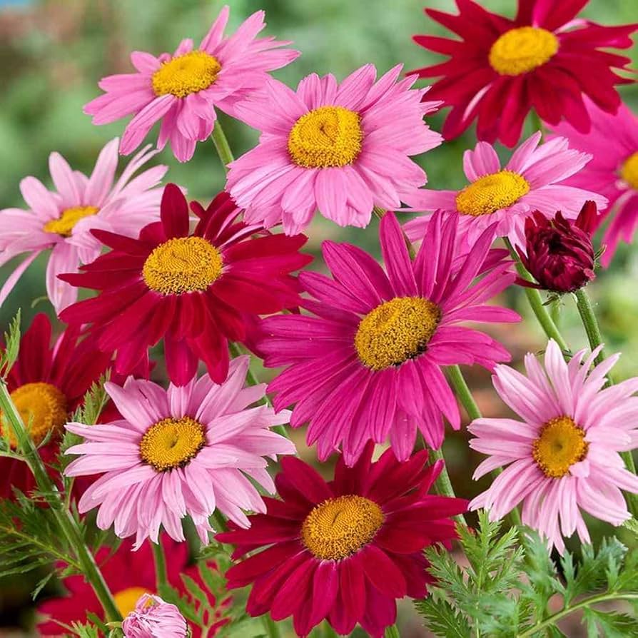 Rosa Gelb Leucanthemum Blumensamen zur Aussaat – Anzucht – Traditionssorte & ohne Gentechnik Samen Hausgarten