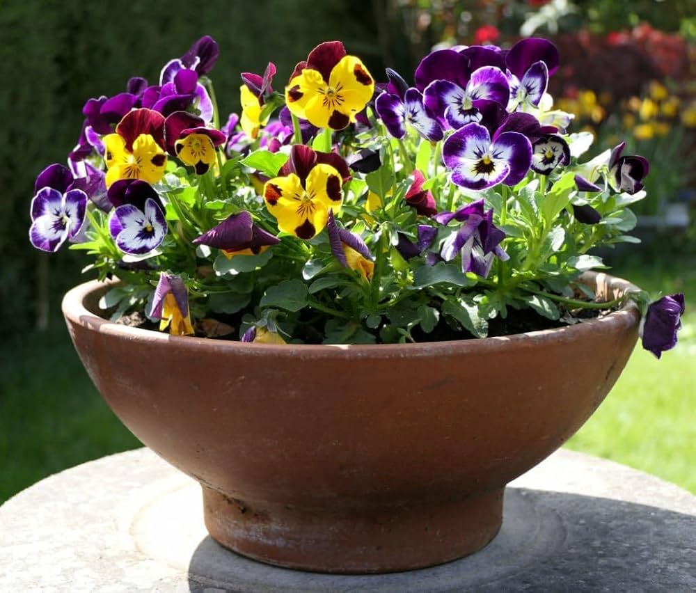 Stiefmütterchen Veilchen Tricolor Gemischt Blumensamen