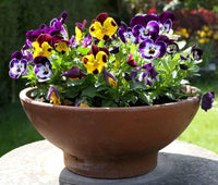 Stiefmütterchen Veilchen Tricolor Gemischt Blumensamen