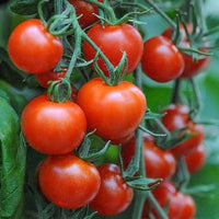 Mountain Pride Tomate Solanum lycopersicum Gemüse Samen zum Pflanzen in Gemüse Patch
