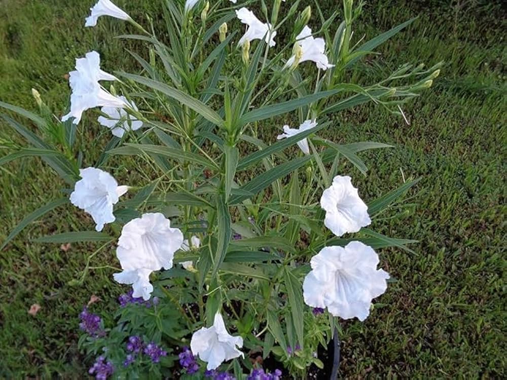 Ruellia ruellia tuberosa for anpflanzung in tropical garten