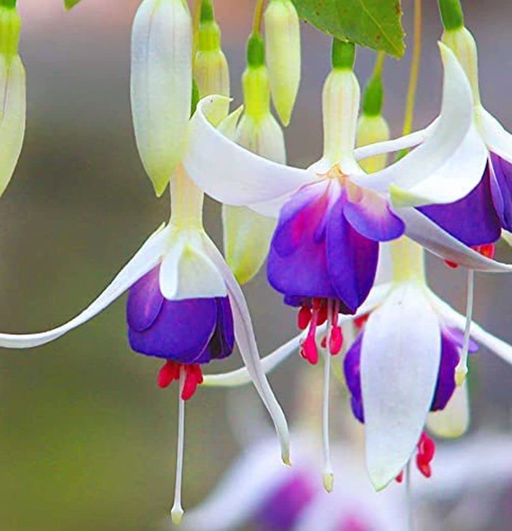 Weiß Lila Fuchsie Hybrida Blumensamen – Garten beliebt Traditionssorte & ohne Gentechnik