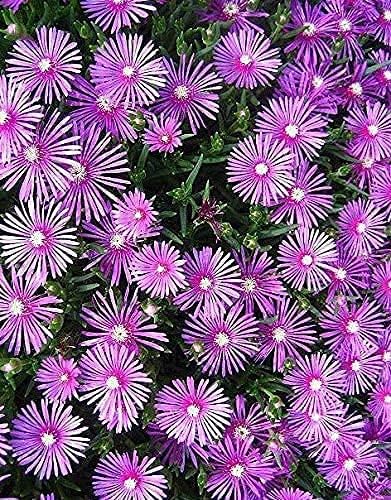 Lampranthus maximiliana blume samen for anpflanzung sun loving heirloom & gmo free samen for home garten 
 
 sale for anpflanzung in home garten