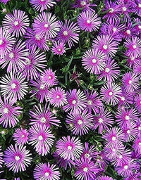 Lampranthus maximiliana blume samen for anpflanzung sun loving heirloom & gmo free samen for home garten 
 
 sale for anpflanzung in home garten