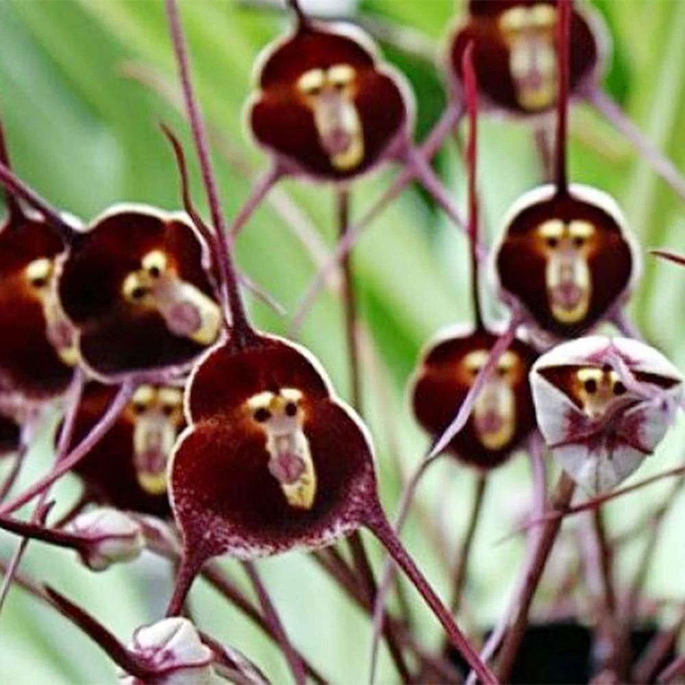 Violett Monkey Face Blumensamen zur Aussaat – farbenfroh Schau – Traditionssorte & ohne Gentechnik Samen Hausgarten
