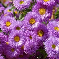 Lila erigeron speciosus blume samen for anpflanzung - wildflower mix, heirloom & gmo free samen for home garten
 
 sale samen for anpflanzung in home garten