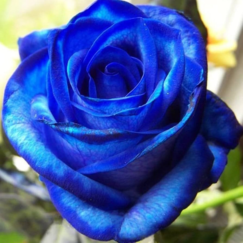 Blau Lila Holland Rose Blumensamen zur Aussaat saisonal Dauerblüher Traditionssorte & ohne Gentechnik Samen Hausgarten