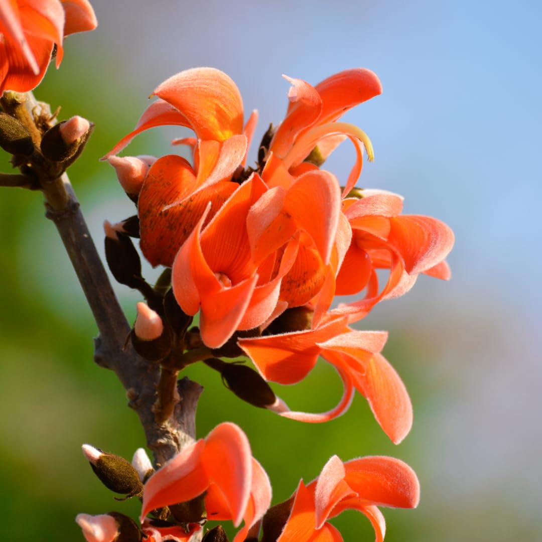 Mini Flame Lilium Brownii Pflanzen Blumensamen