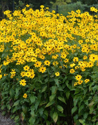 dunkel Gelb Mini Sonnenblume Samen zur Aussaat – hochwertige Qualitäts- Traditionssorte & ohne Gentechnik Samen Hausgarten