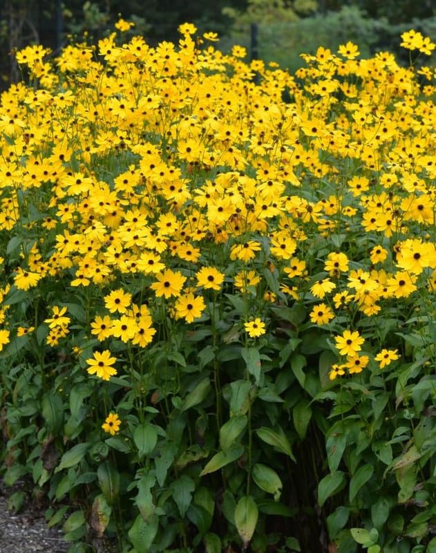 dunkel Gelb Mini Sonnenblume Samen zur Aussaat – hochwertige Qualitäts- Traditionssorte & ohne Gentechnik Samen Hausgarten