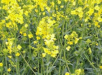 Gelb rape blume samen for anpflanzung - fragrant blossoms, heirloom & gmo free samen for home garten
 
 sale for anpflanzung in home garten.