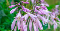 Hosta blume samen for anpflanzung sun loving heirloom & gmo free samen for home garten 
 
 sale for anpflanzung in home garten