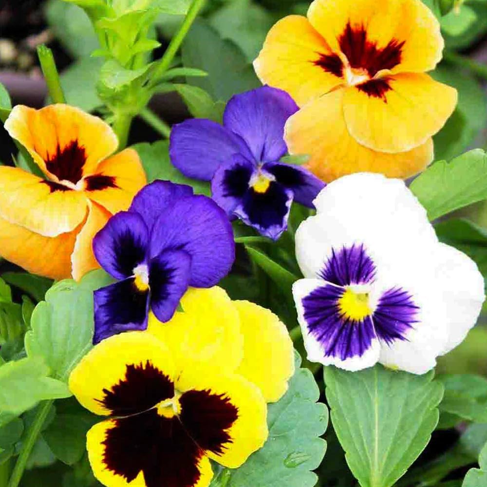 Sunburst Stiefmütterchen Panola Blumensamen leuchtend – farbenfroh Gartenblumen